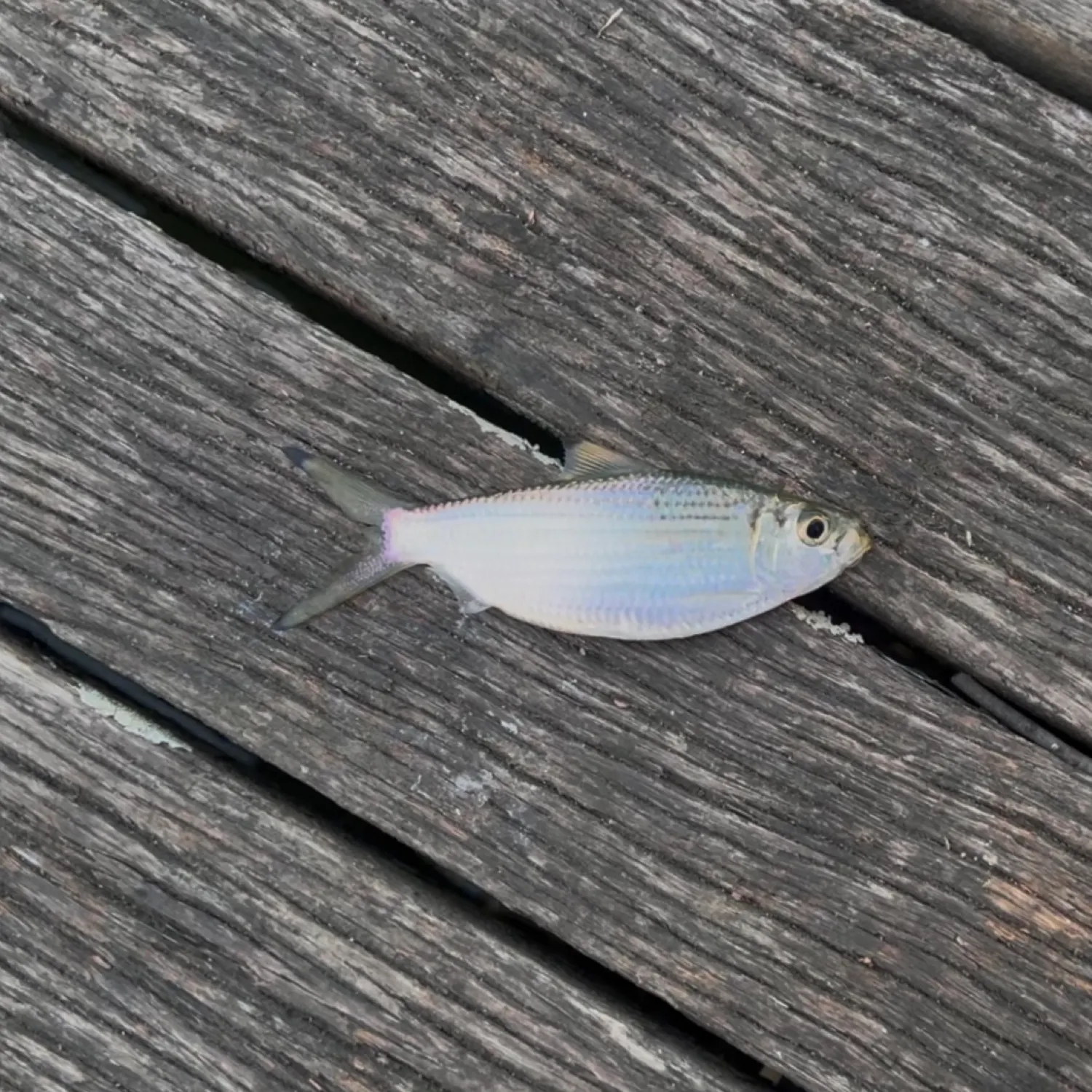 The most recent Castelnau's herring catches on Fishbrain