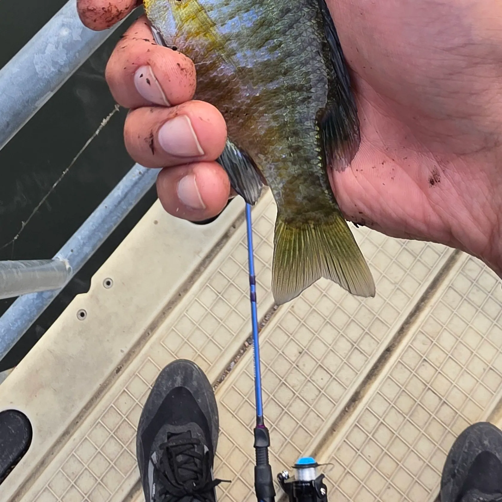 Bluegill caught on Fishbrain