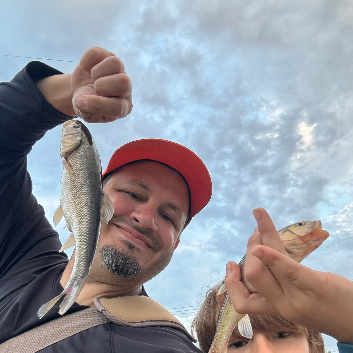 Hornyhead chub caught on Fishbrain