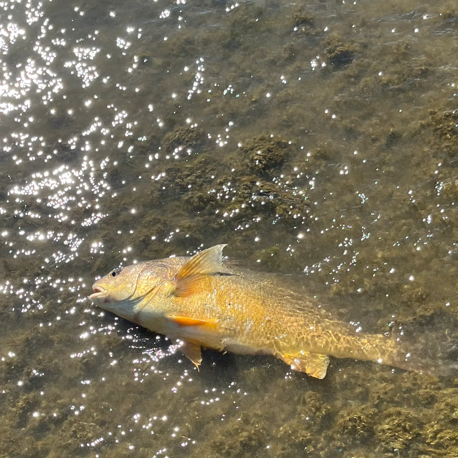 Freshwater drum caught on Fishbrain