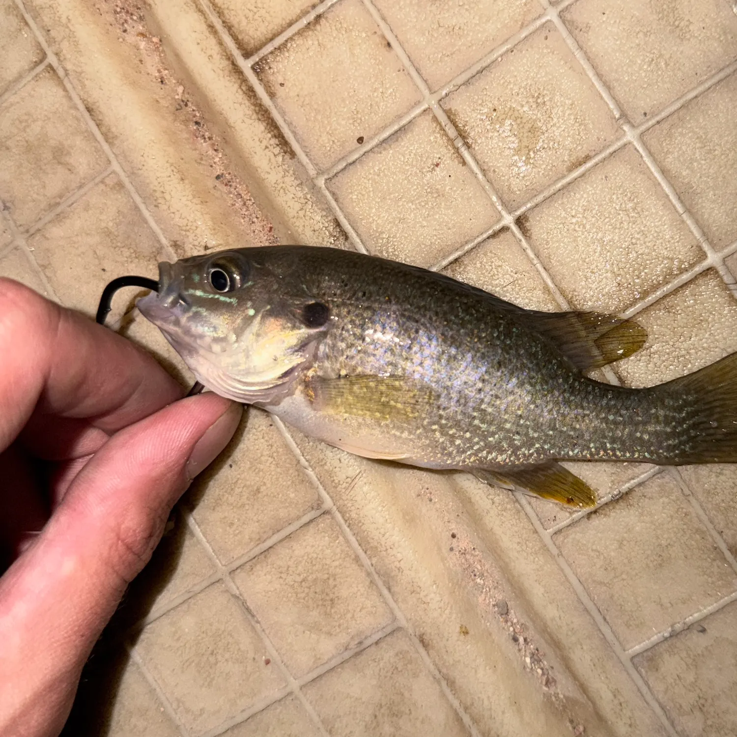 Green sunfish caught on Fishbrain
