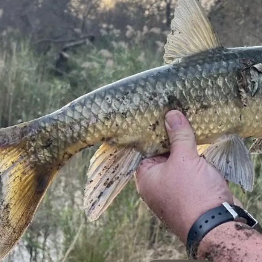 The most recent Smallmouth yellowfish catches on Fishbrain