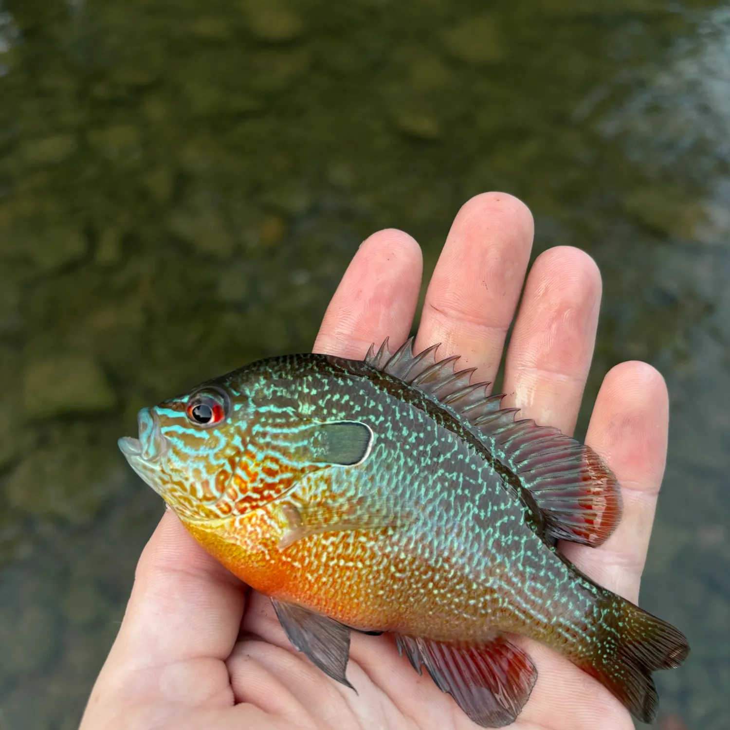 Longear sunfish caught on Fishbrain