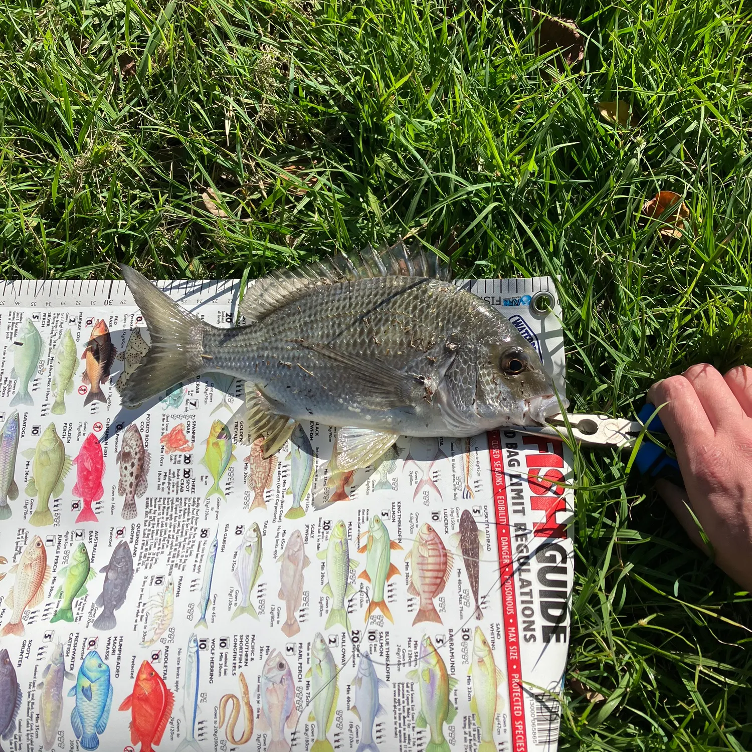 The most recent Surf bream catches on Fishbrain