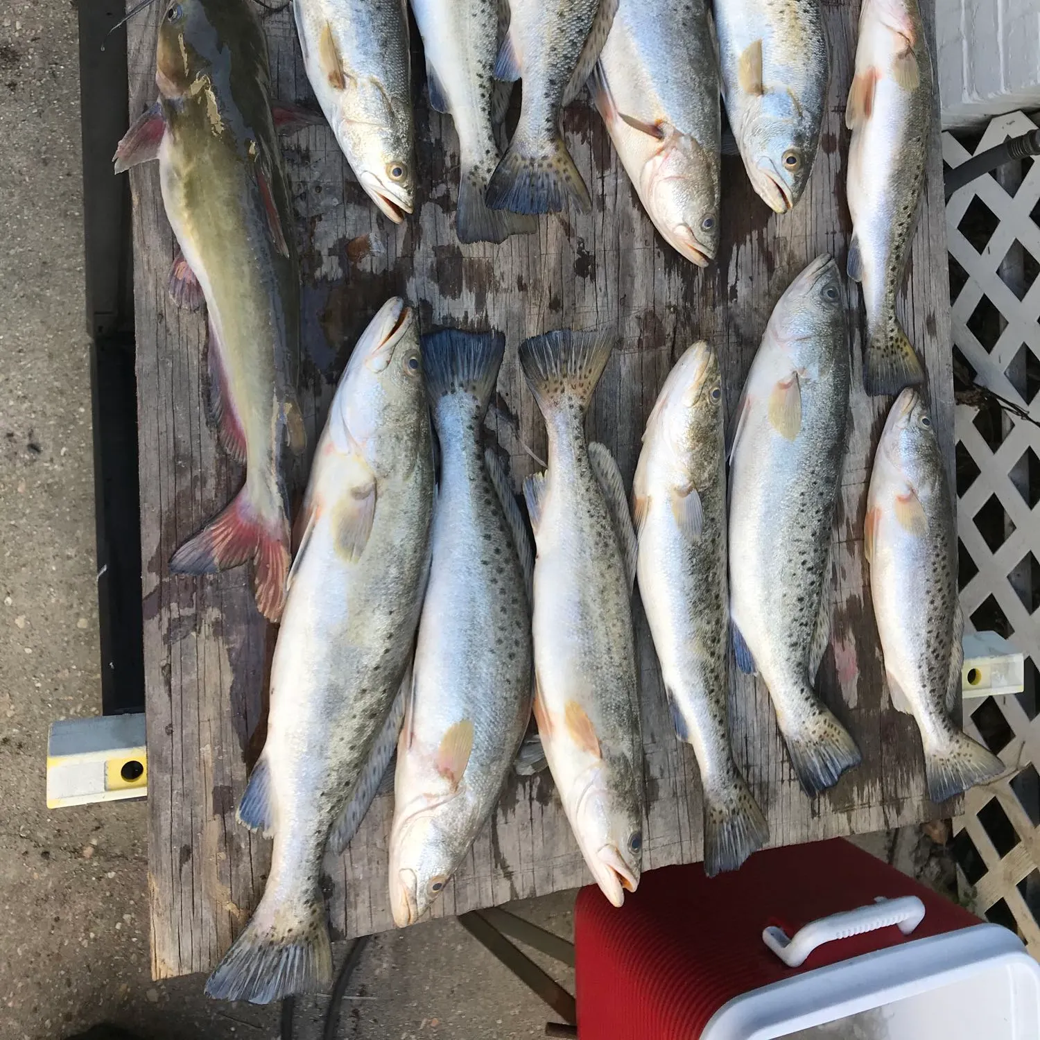recently logged catches