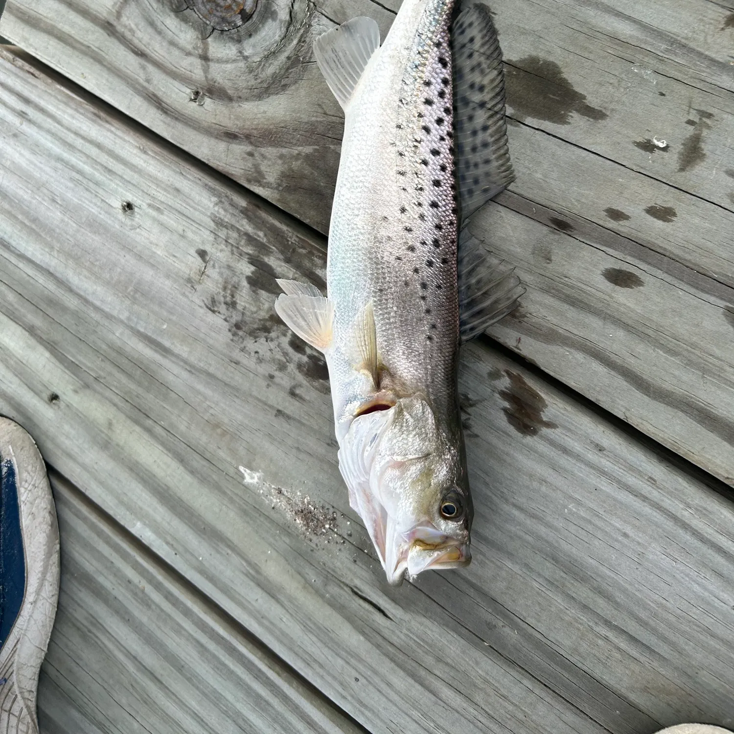 Spotted seatrout caught on Fishbrain