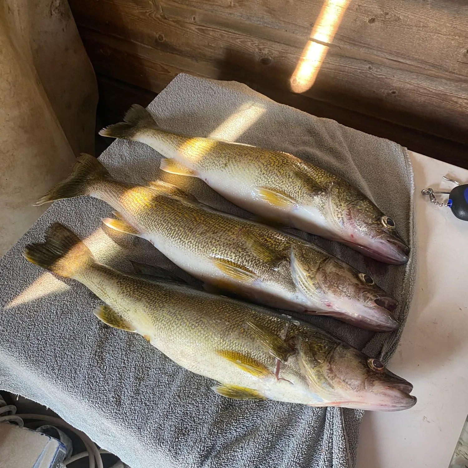 recently logged catches