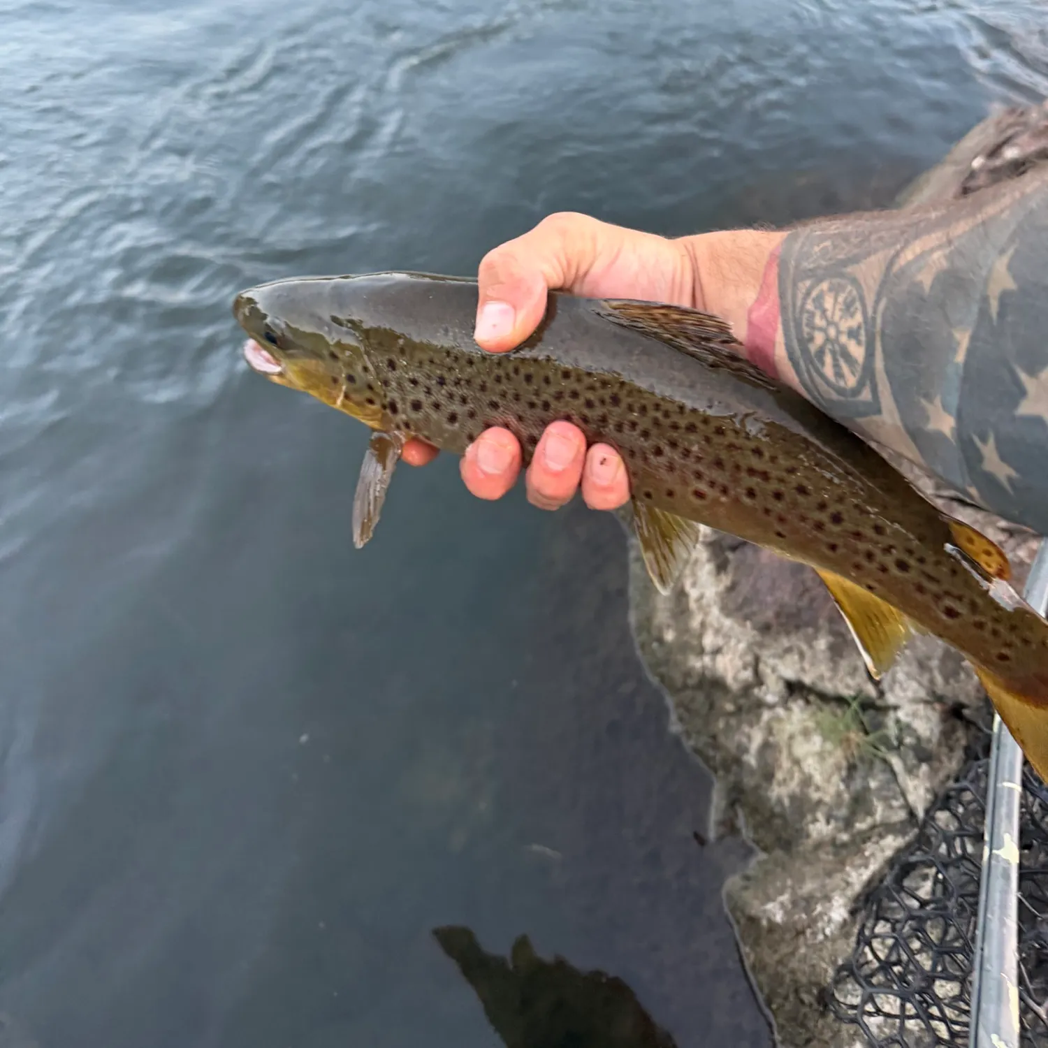 Brown trout caught on Fishbrain
