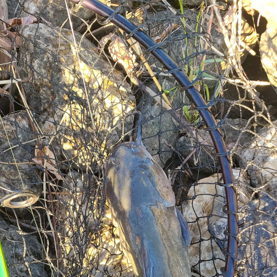 Channel catfish caught on Fishbrain