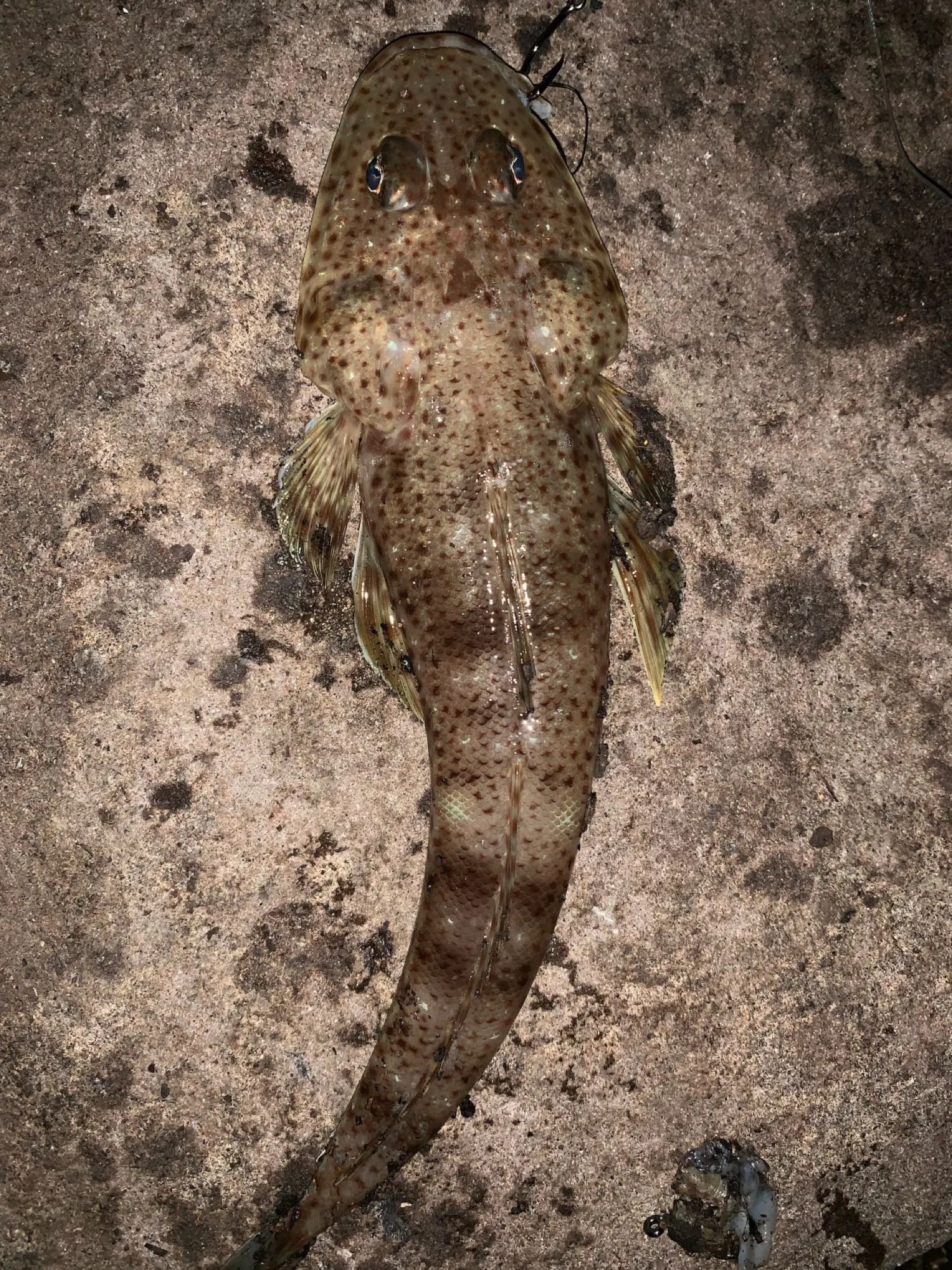 Post image from elvismaricic