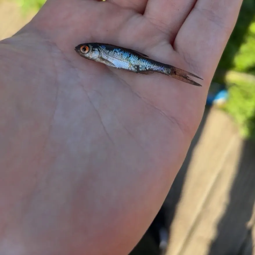The most recent Ohrid minnow catches on Fishbrain