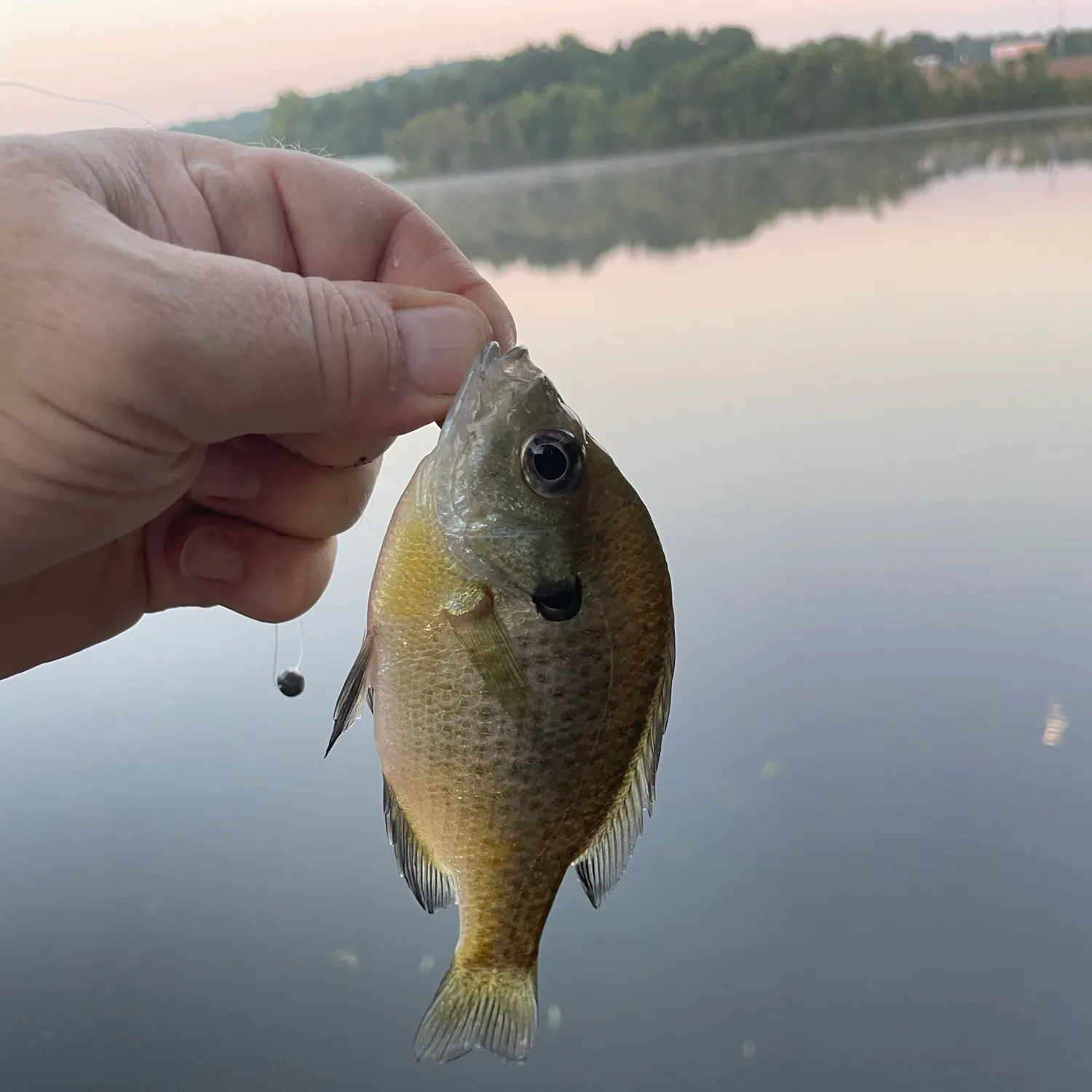 Bluegill caught on Fishbrain