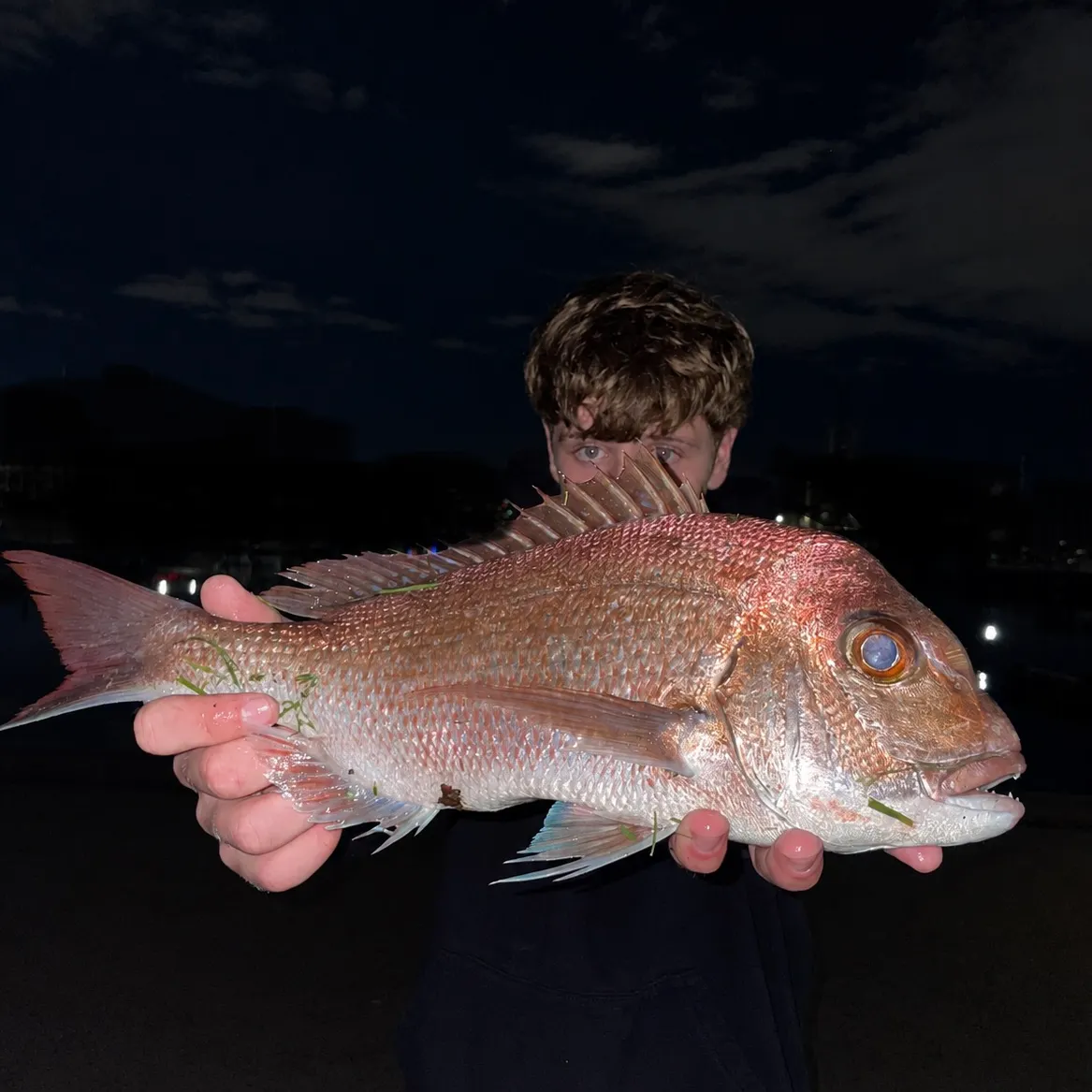 The most recent Australasian snapper catches on Fishbrain