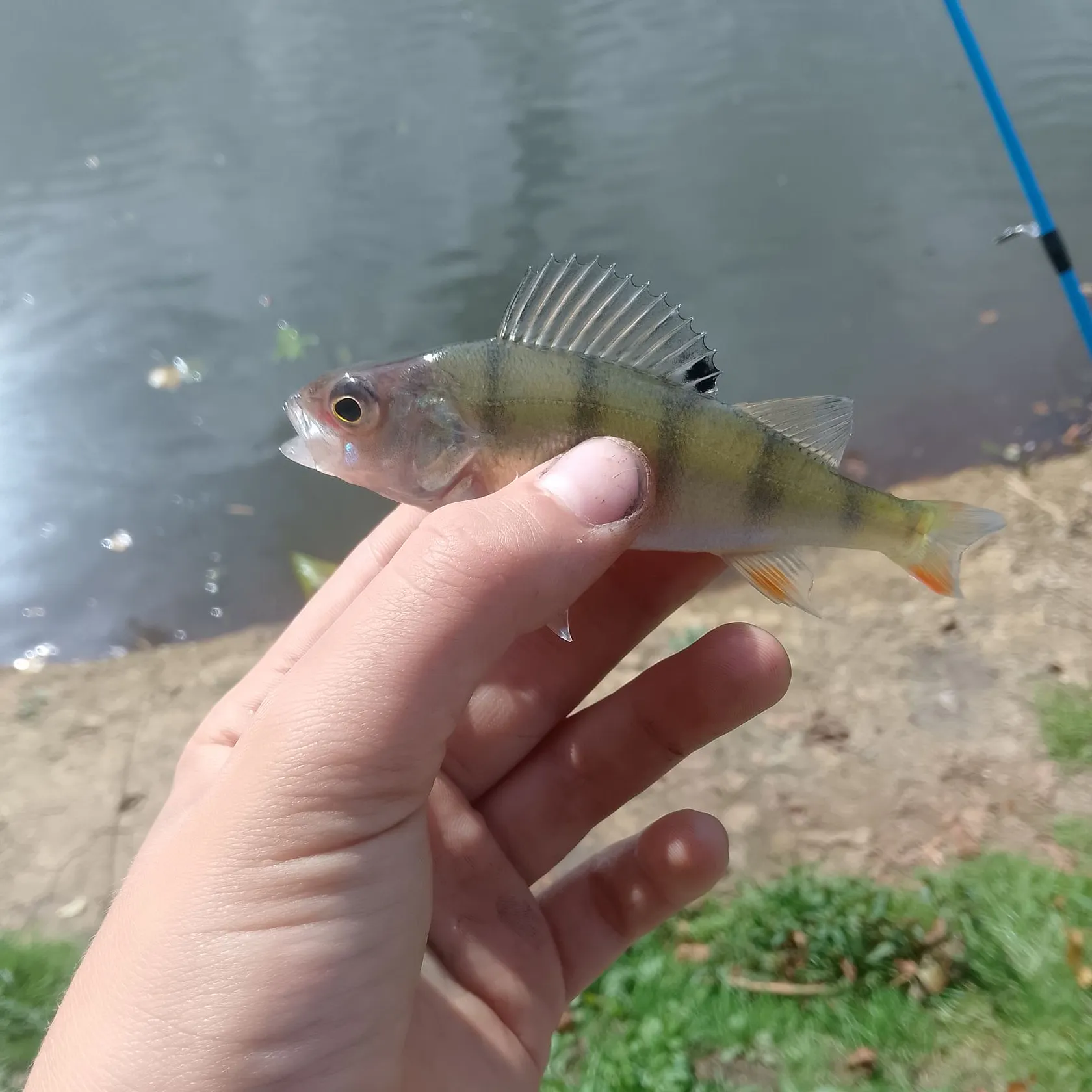 European perch caught on Fishbrain
