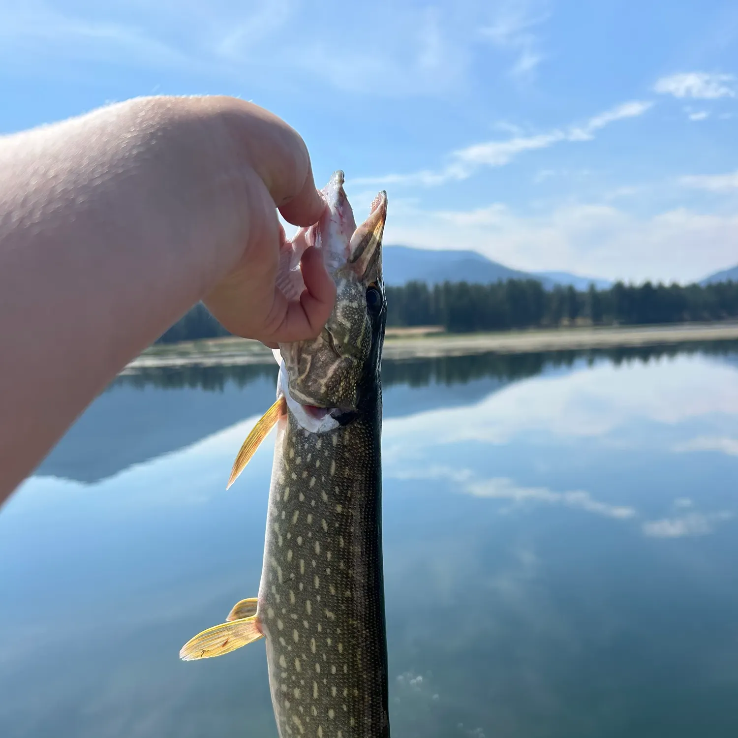 Northern pike caught on Fishbrain