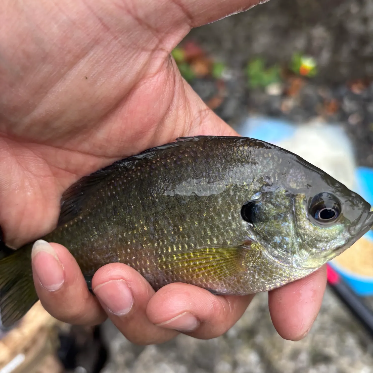 Redbreast sunfish caught on Fishbrain