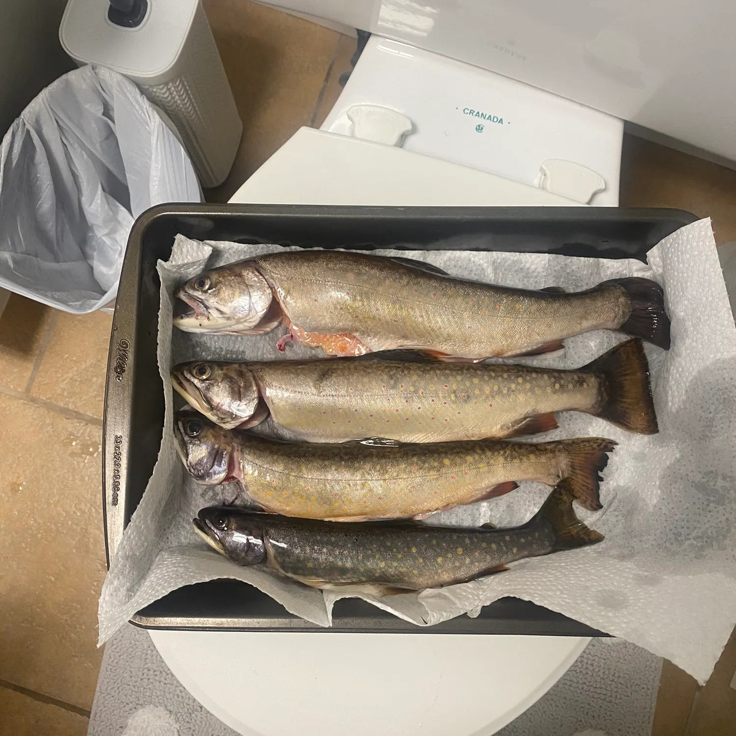 recently logged catches