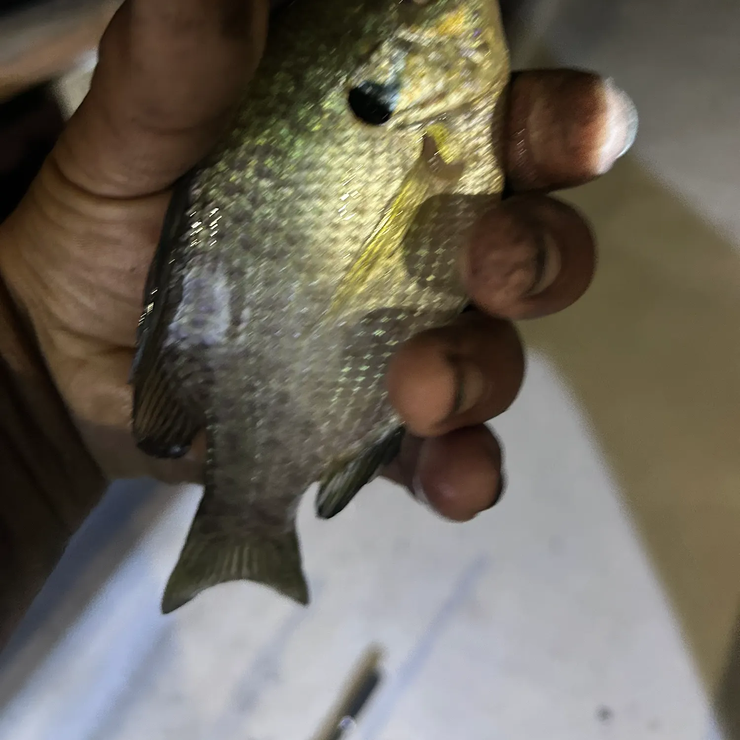 Bluegill caught on Fishbrain