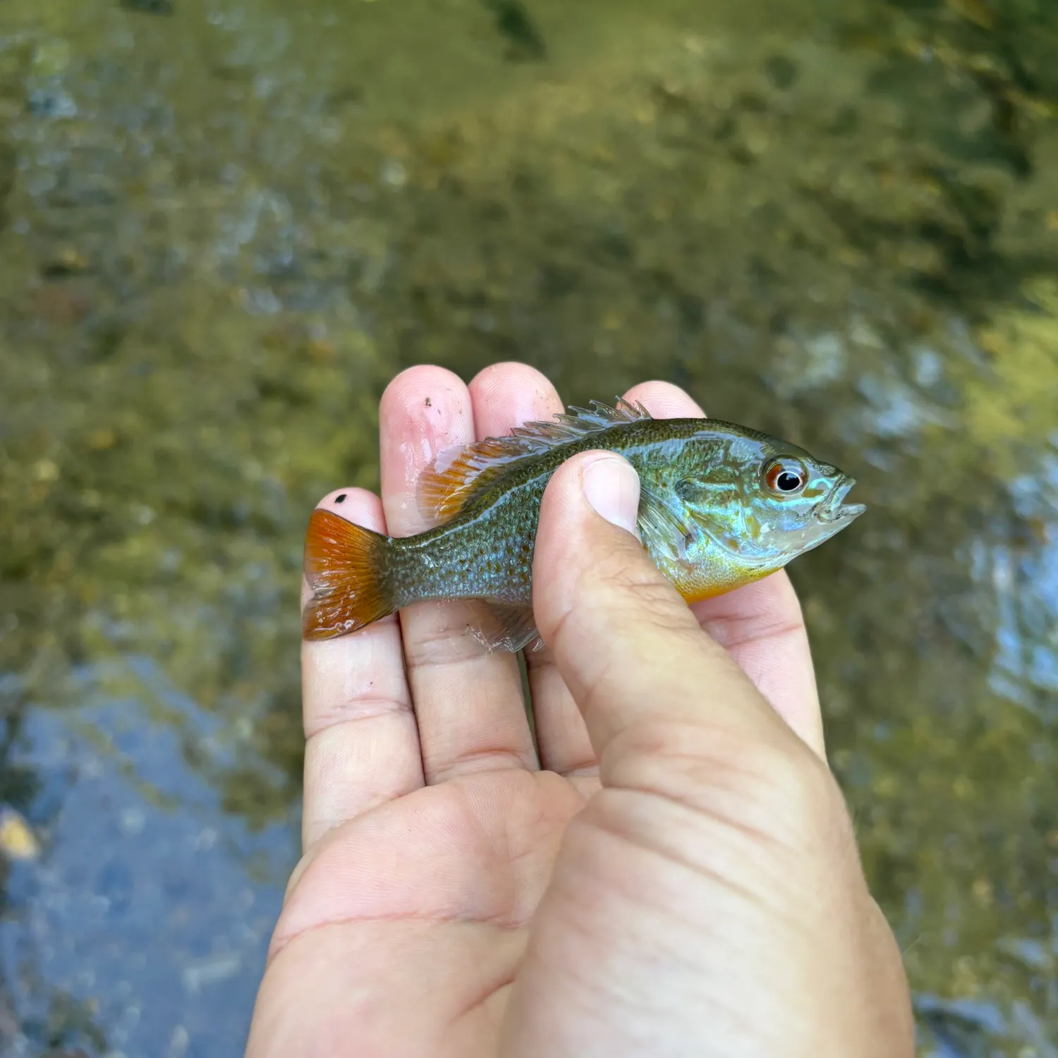 Redbreast sunfish caught on Fishbrain