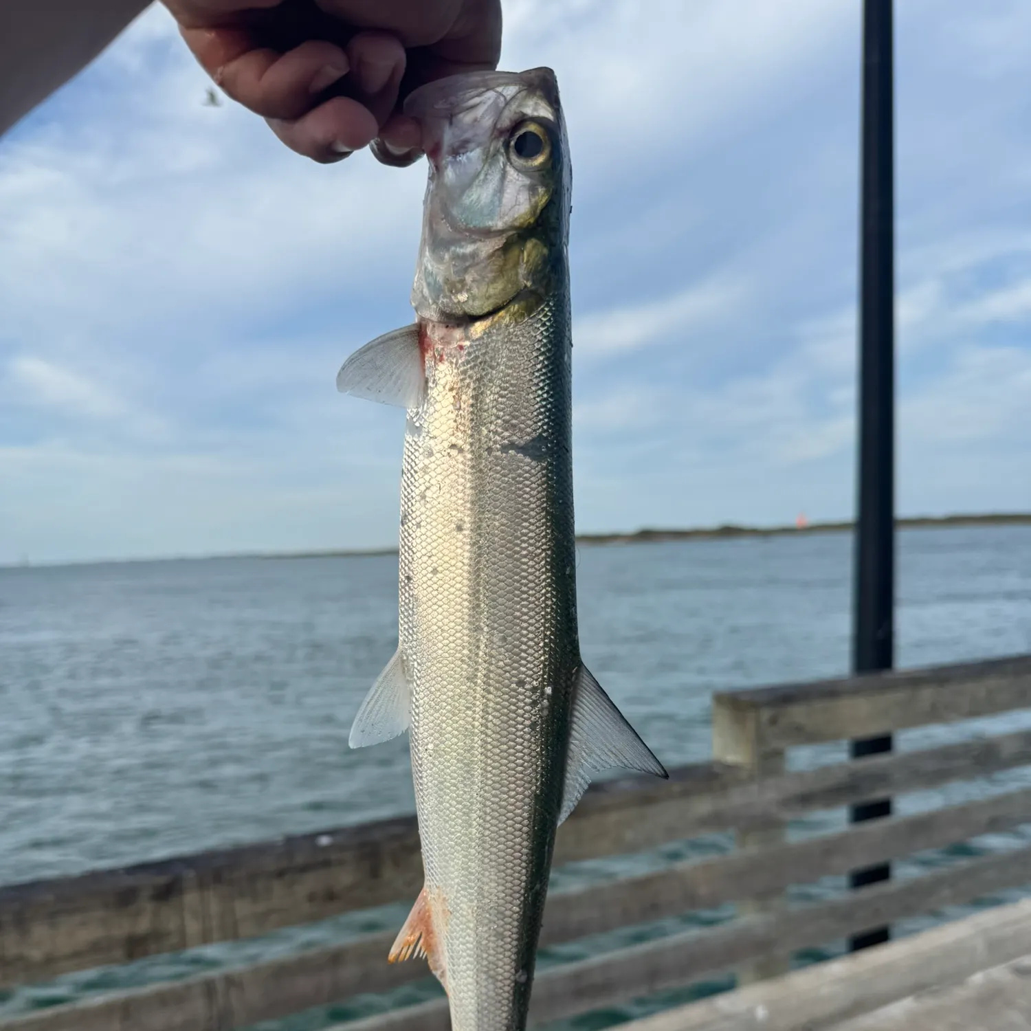 Ladyfish caught on Fishbrain