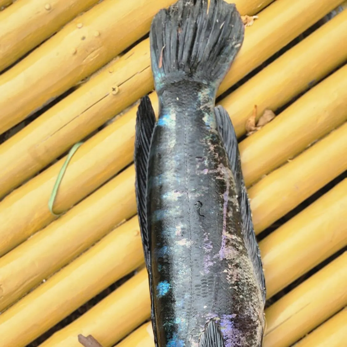 The most recent Indonesian snakehead catches on Fishbrain
