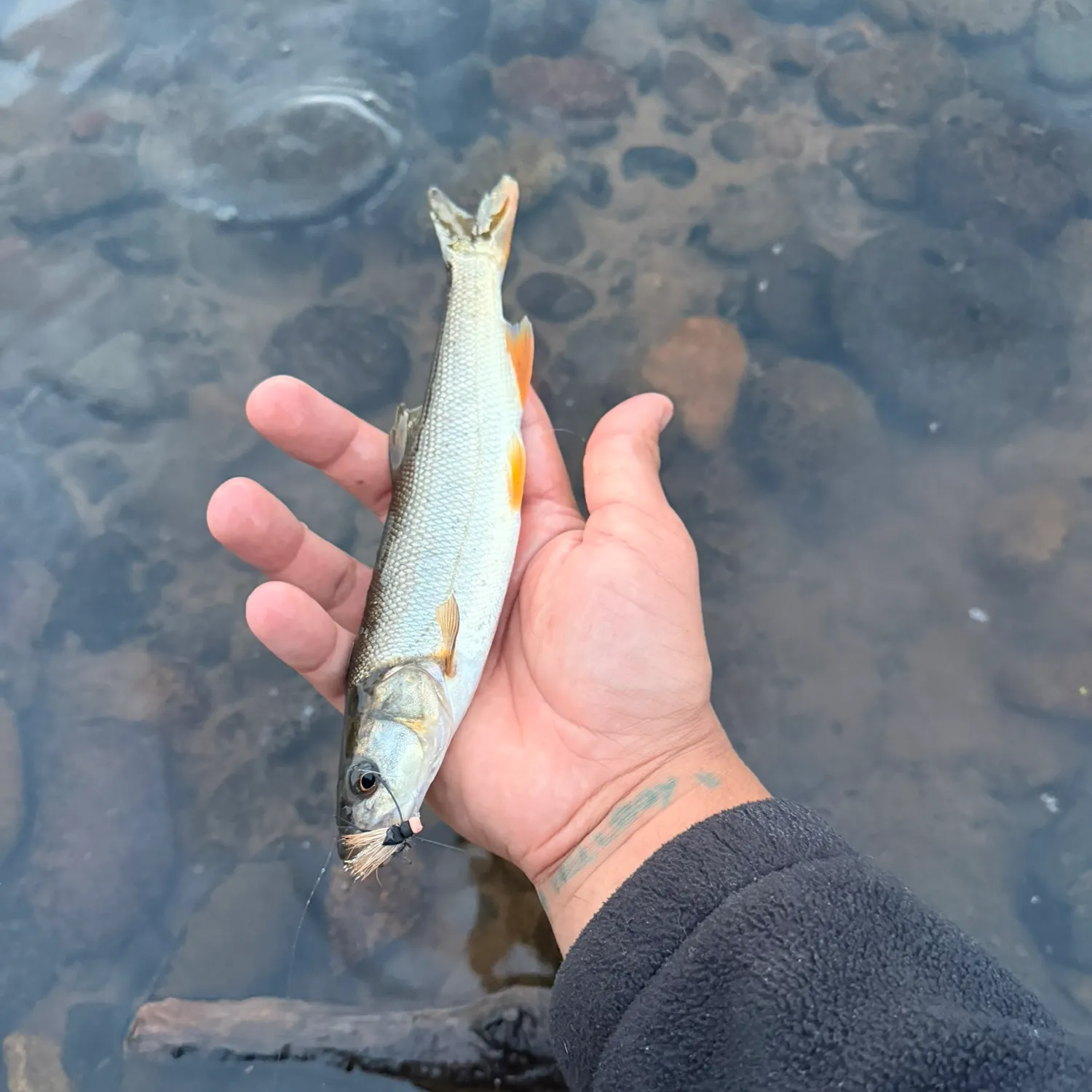 Northern pikeminnow caught on Fishbrain