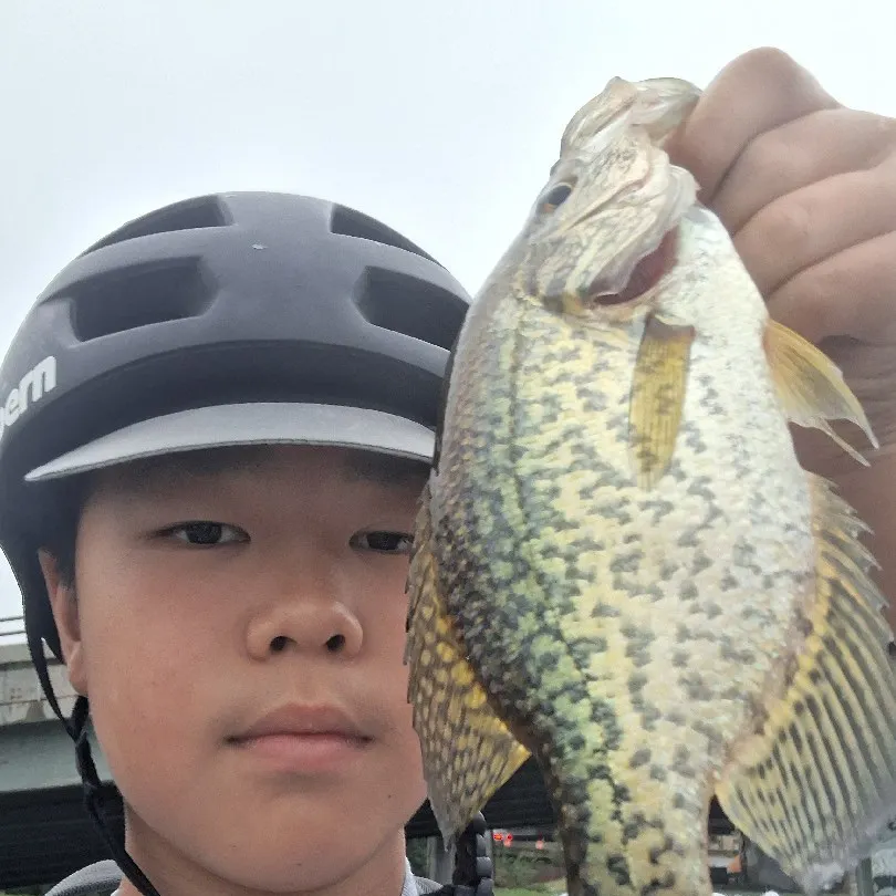 Black crappie caught on Fishbrain