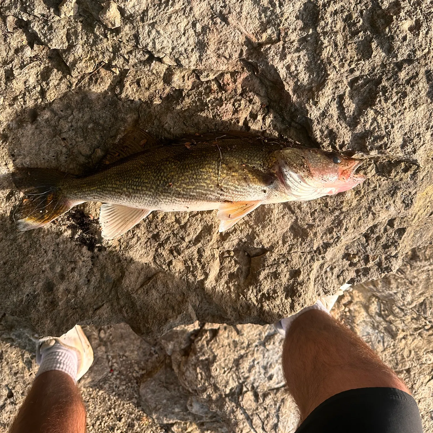 Walleye caught on Fishbrain