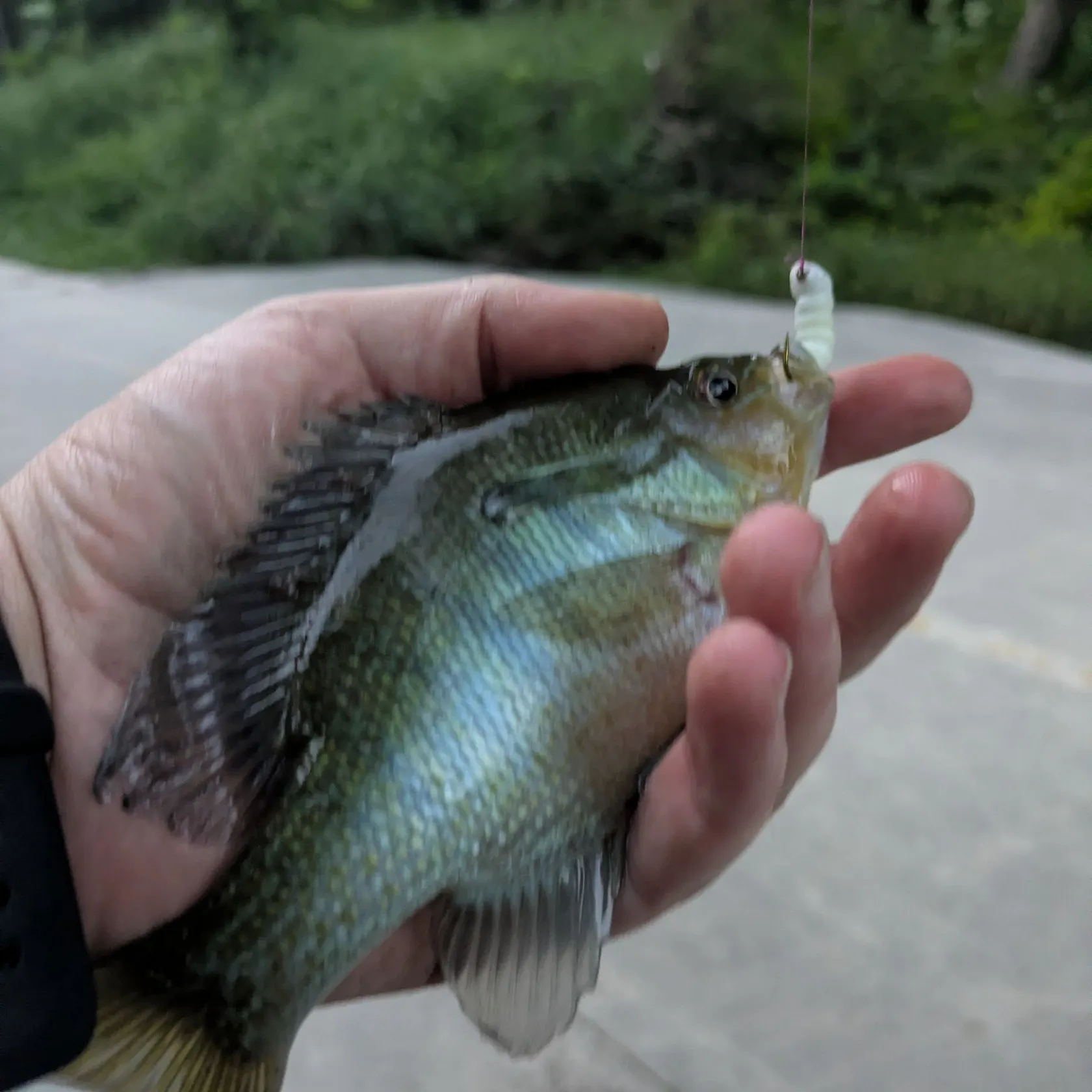 The most recent Redbreast sunfish x bluegill catches on Fishbrain