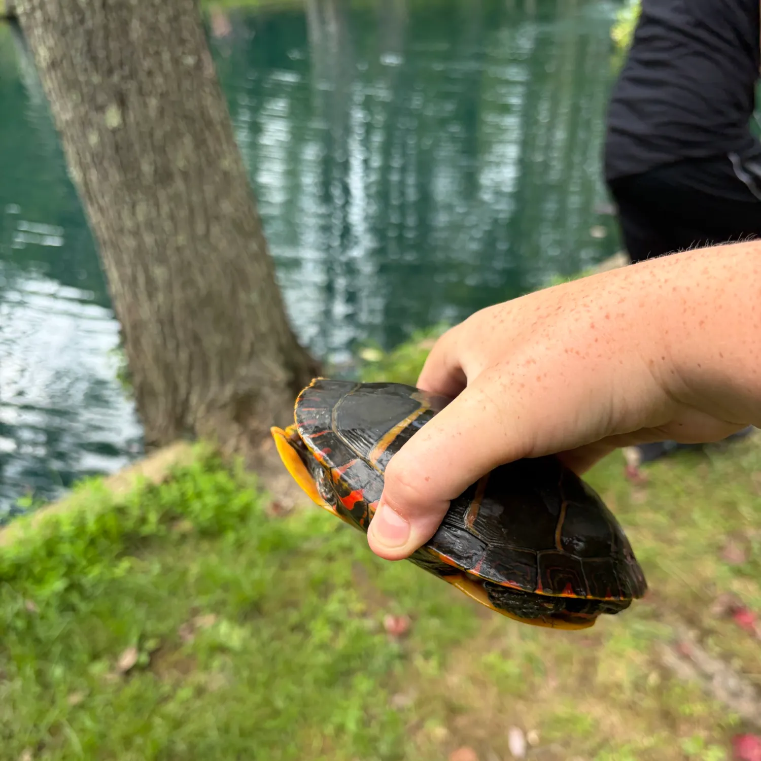 Painted turtle caught on Fishbrain