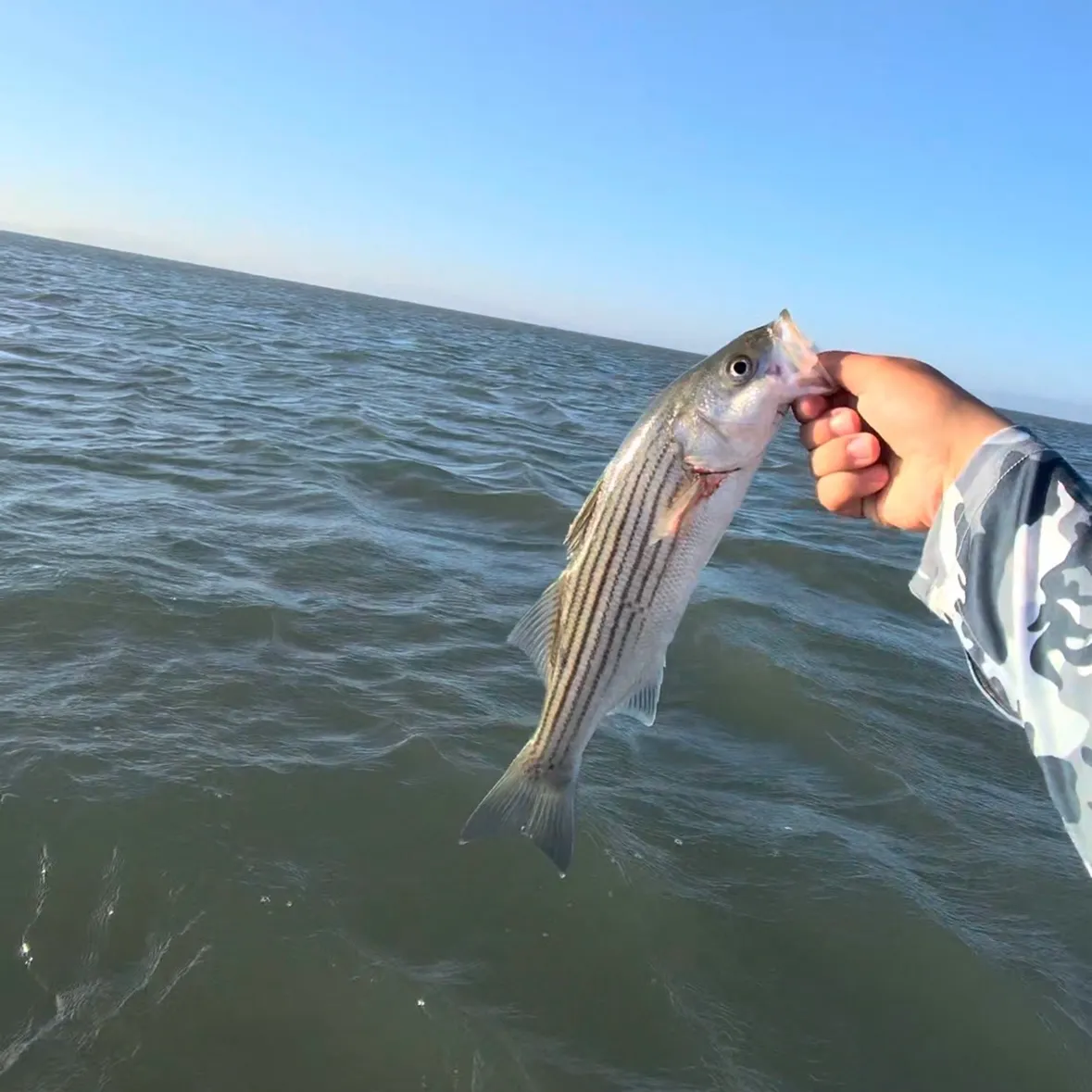 Striped bass caught on Fishbrain