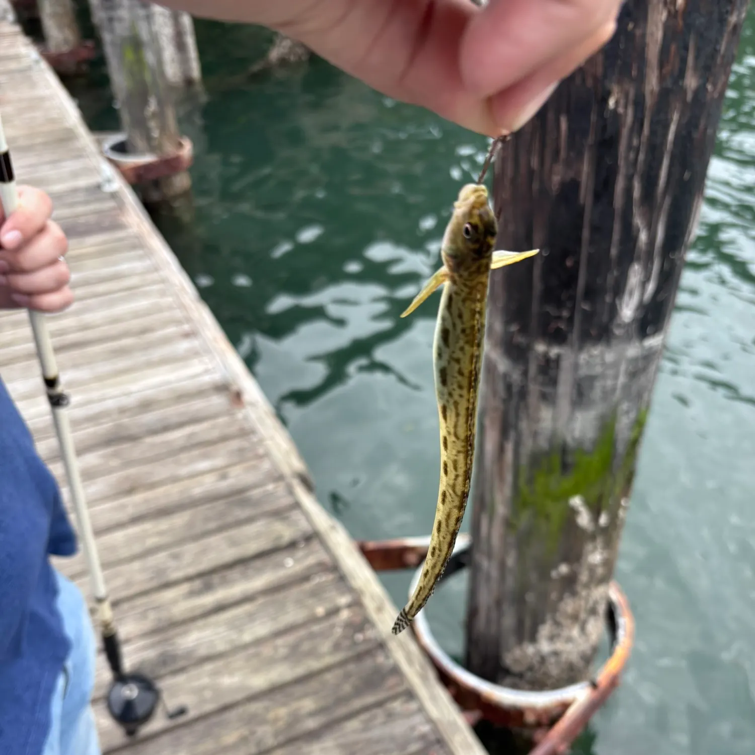 The most recent Snake prickleback catches on Fishbrain