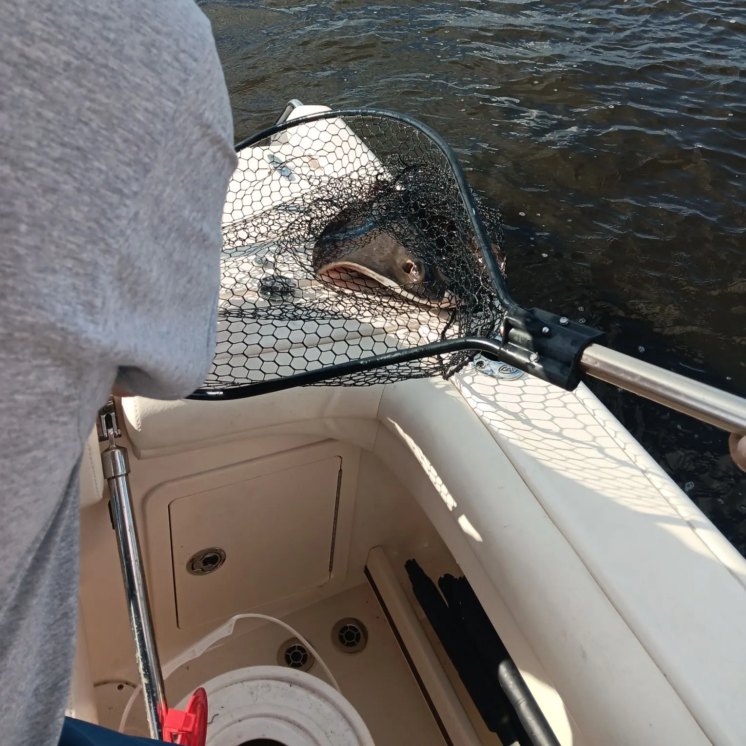 The most recent Short-tail stingray catches on Fishbrain