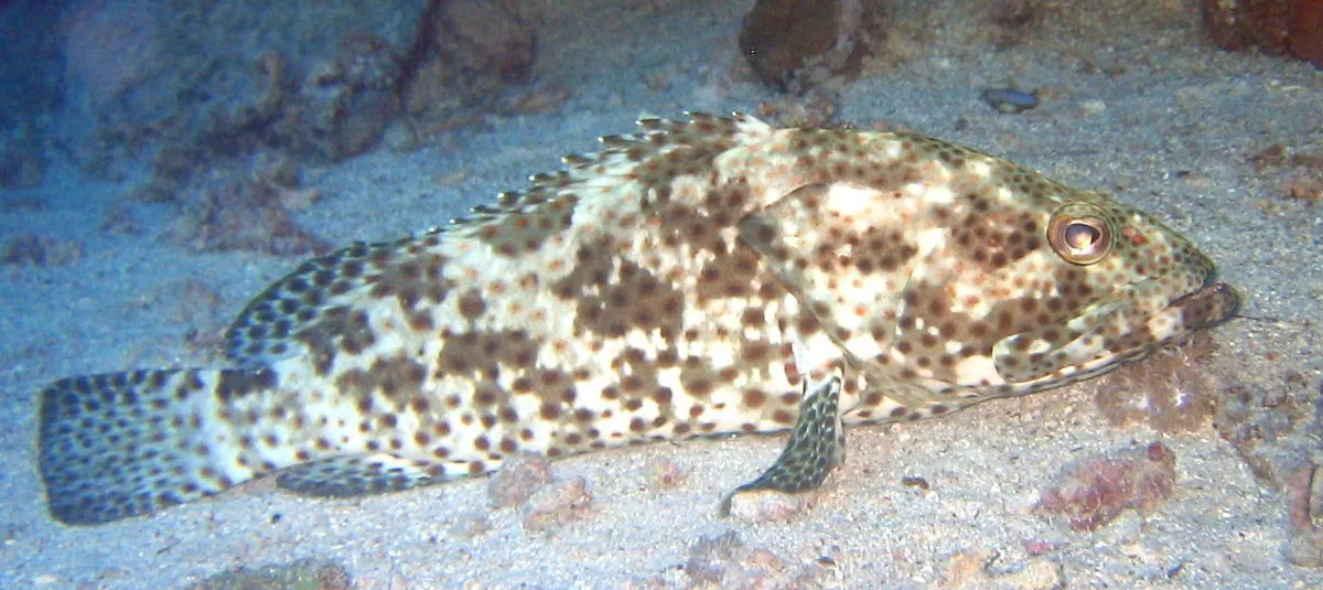 Camouflage grouper