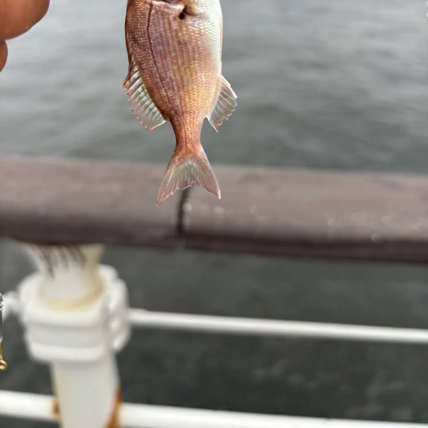 The most recent Red seabream catches on Fishbrain