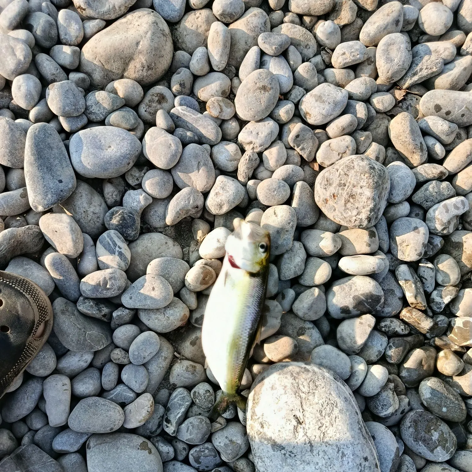 Twait shad caught on Fishbrain