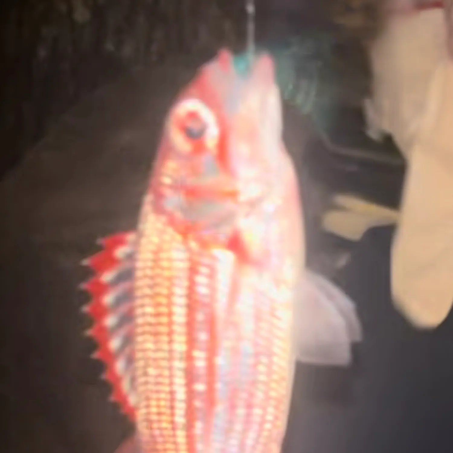 The most popular recent Hawaiian squirrelfish catch on Fishbrain