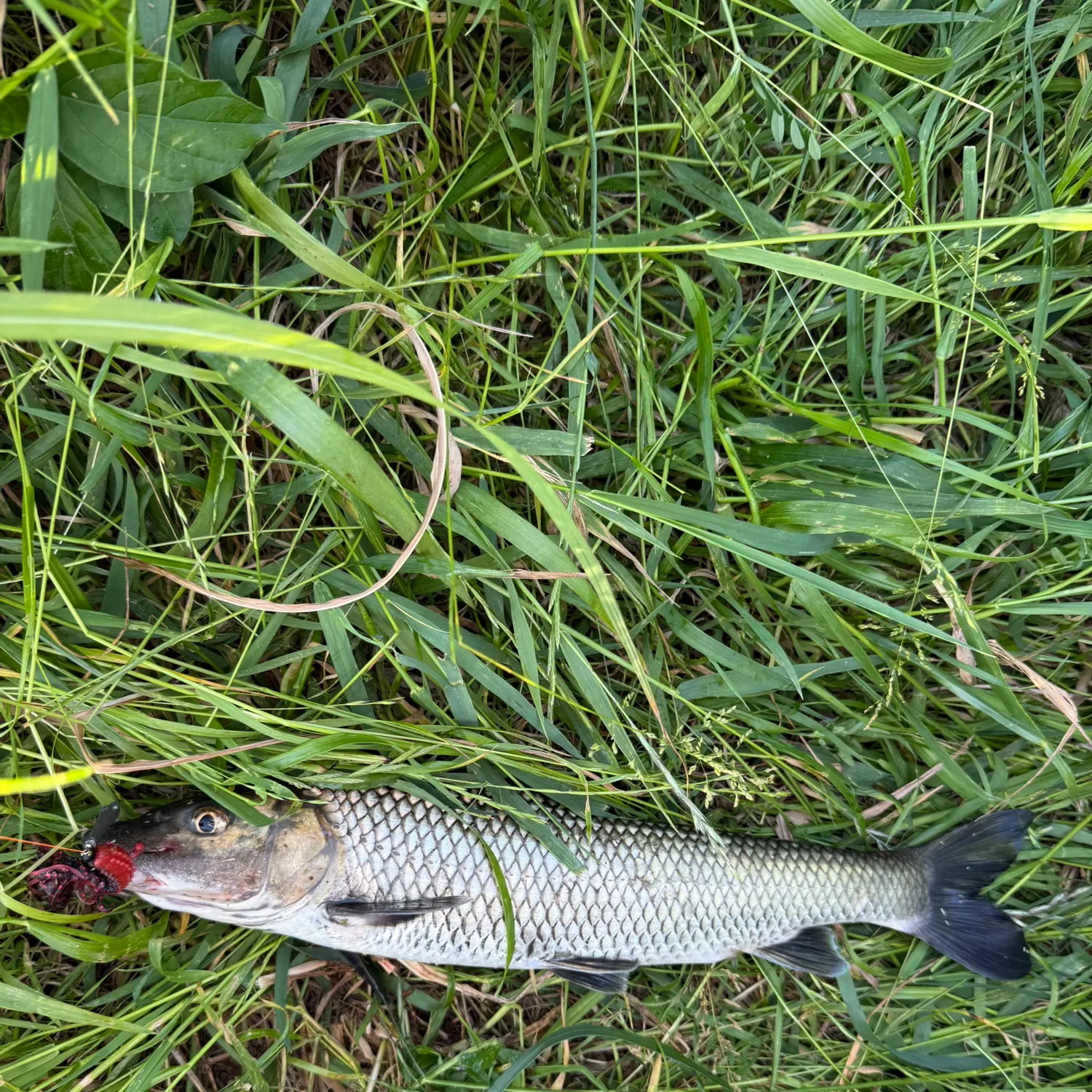 The most recent Barbel steed catches on Fishbrain