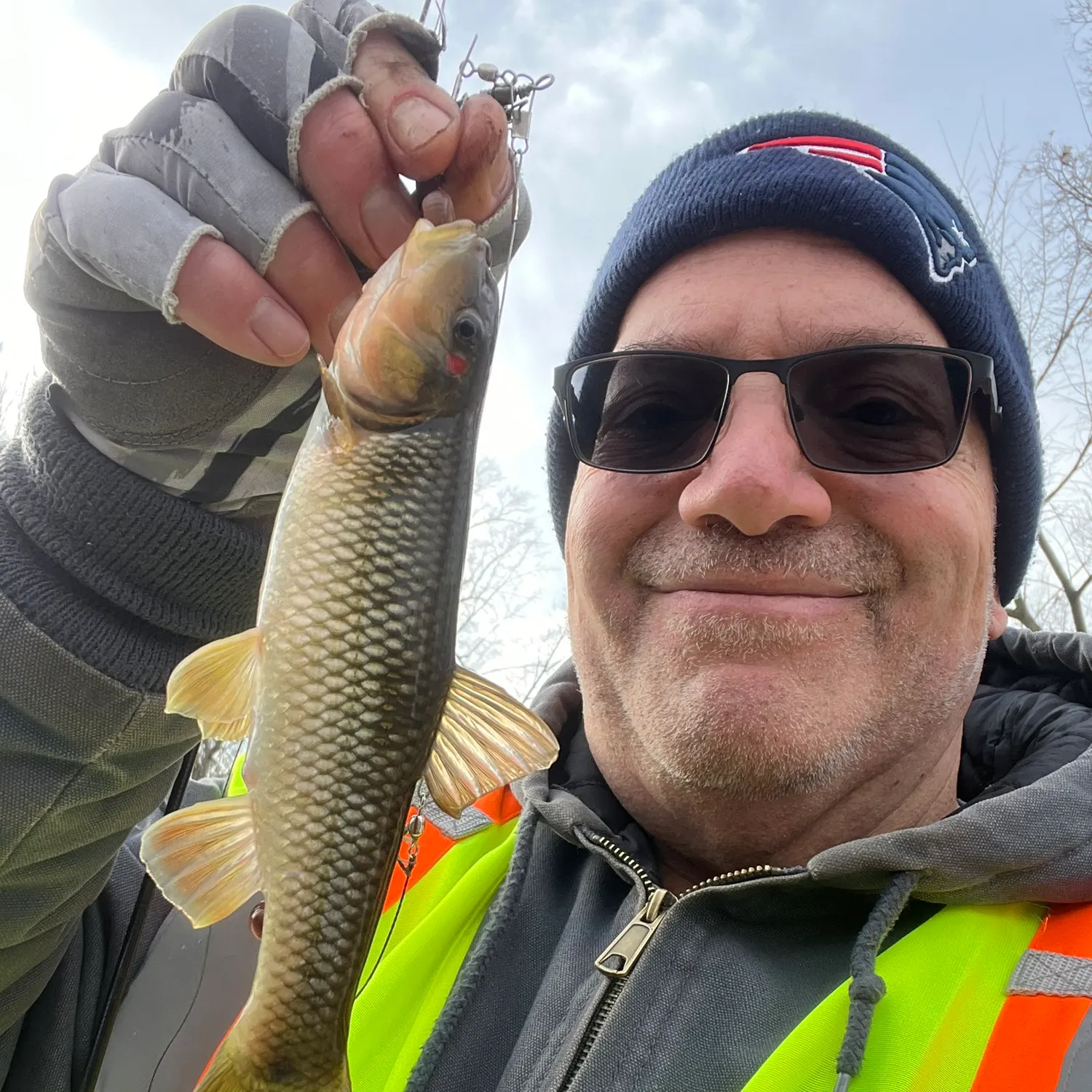 The most recent Hornyhead chub catches on Fishbrain