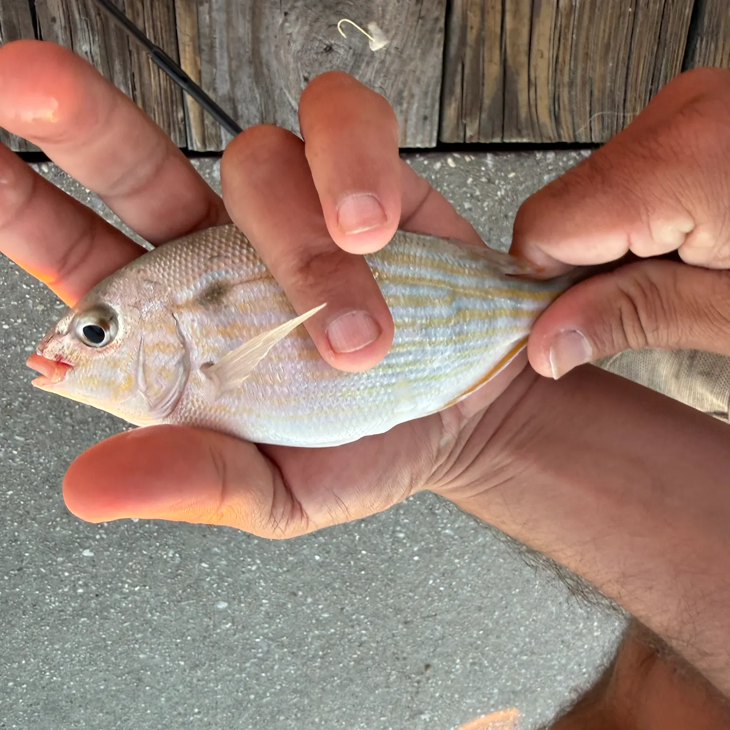 Pinfish caught on Fishbrain