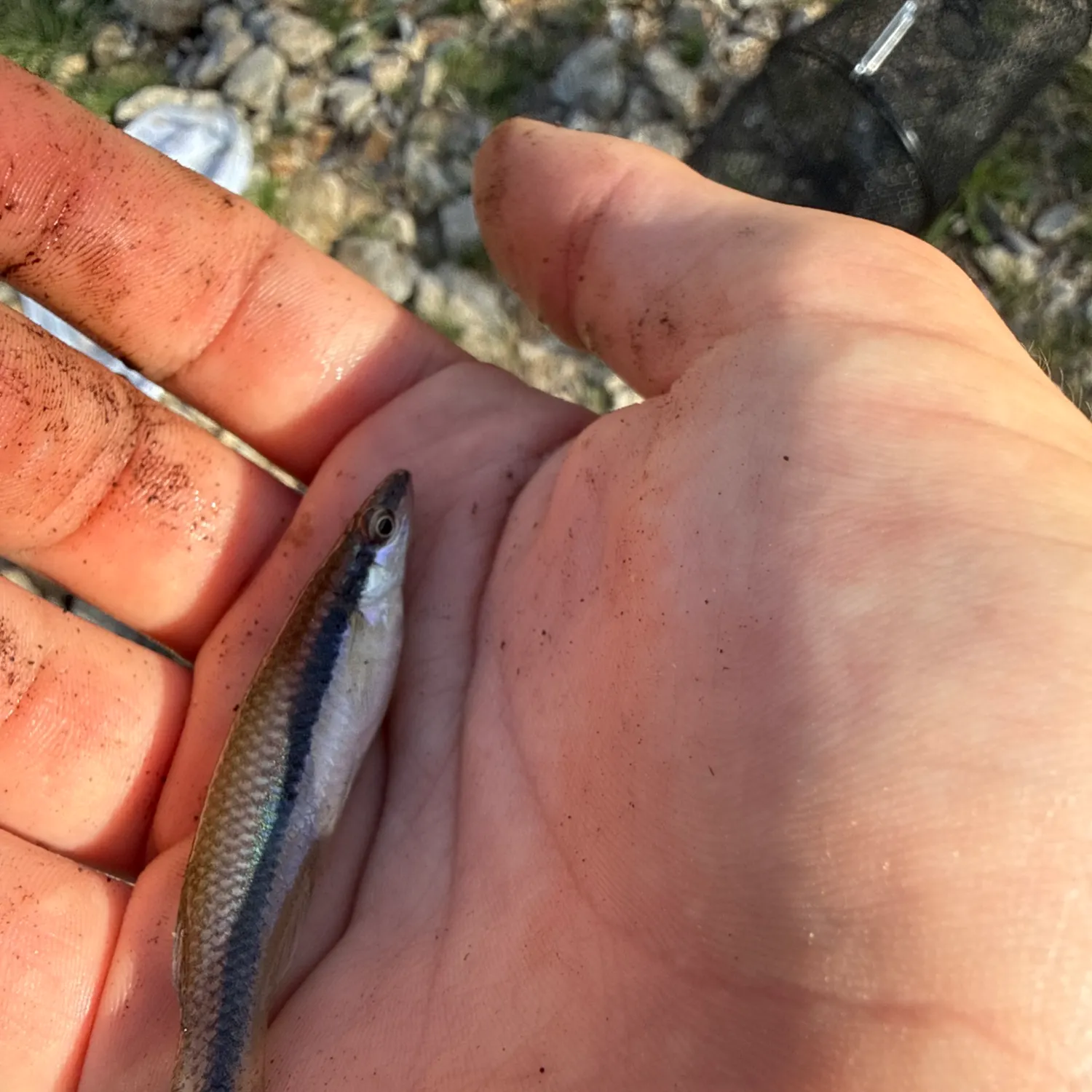 The most recent Fathead minnow catches on Fishbrain