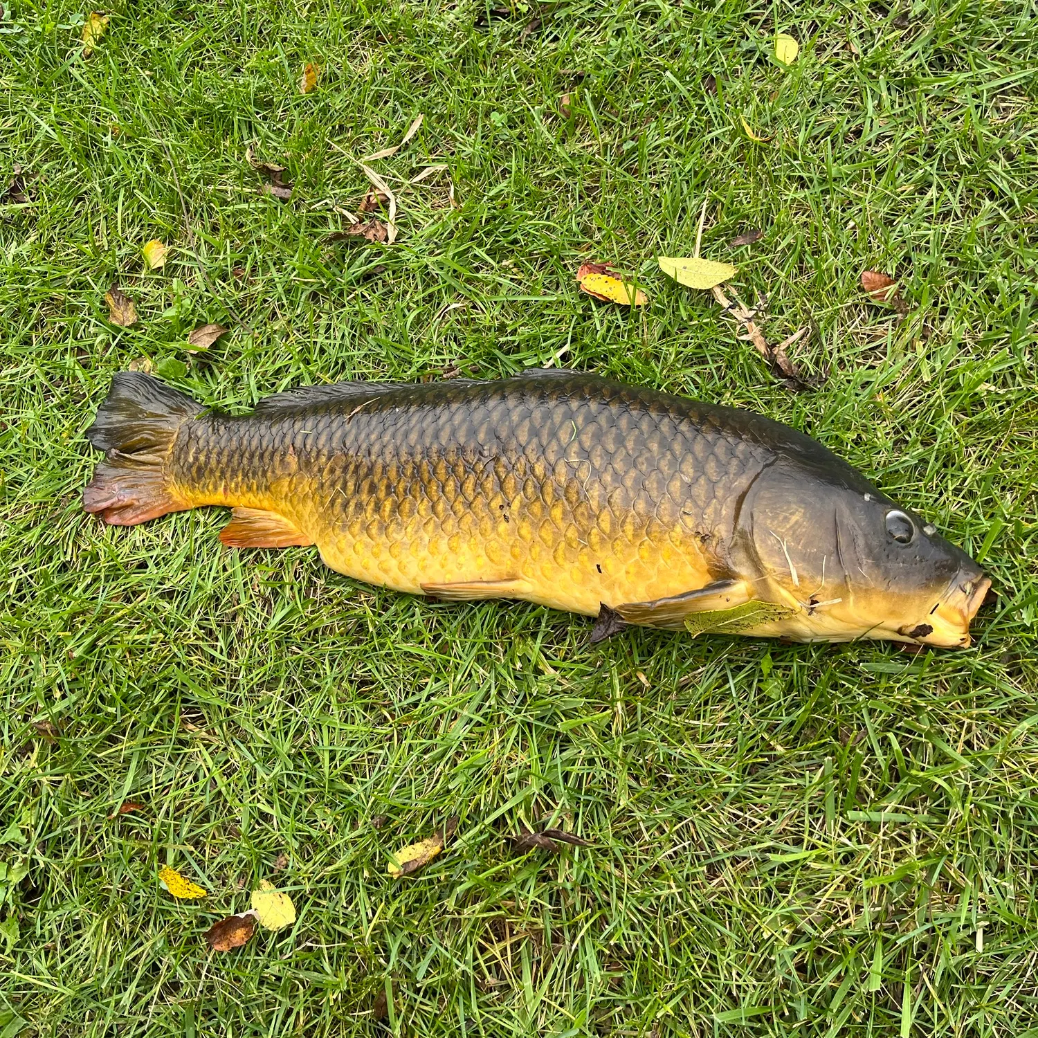 Common carp caught on Fishbrain