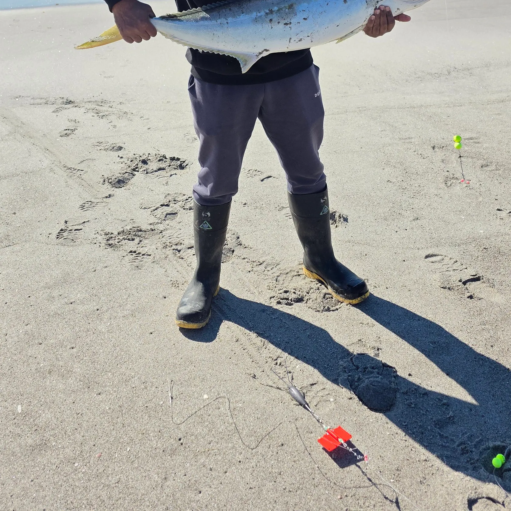 The most recent Southern yellowtail amberjack catches on Fishbrain