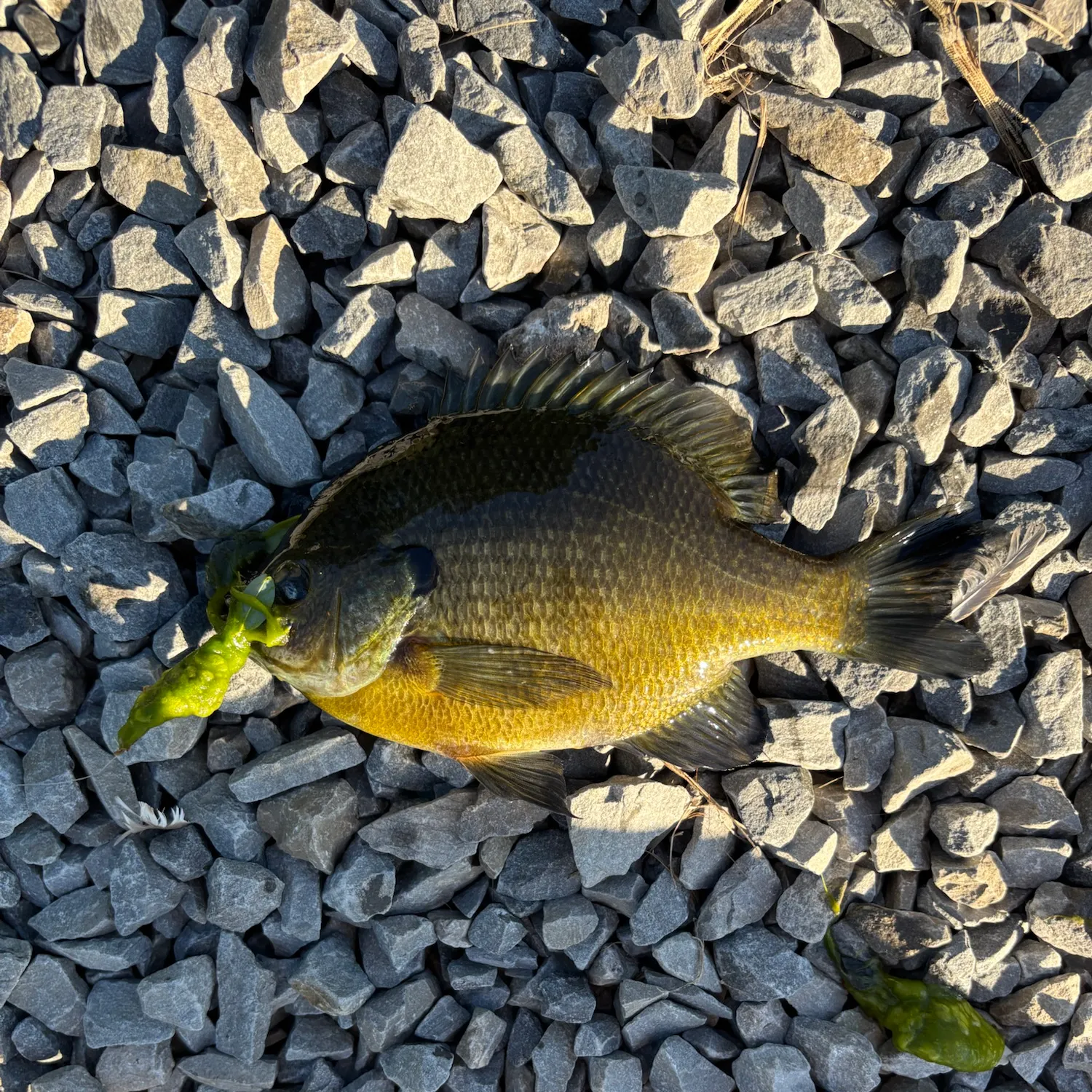 Bluegill caught on Fishbrain