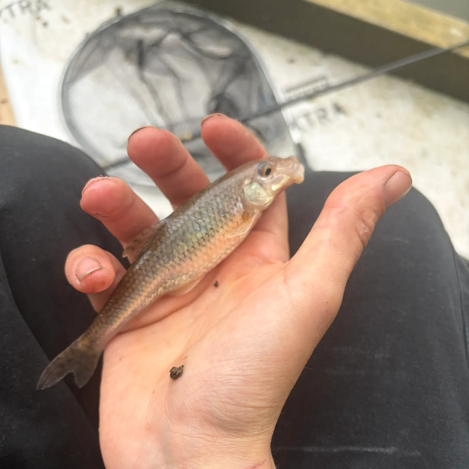 The most recent Gudgeon catches on Fishbrain