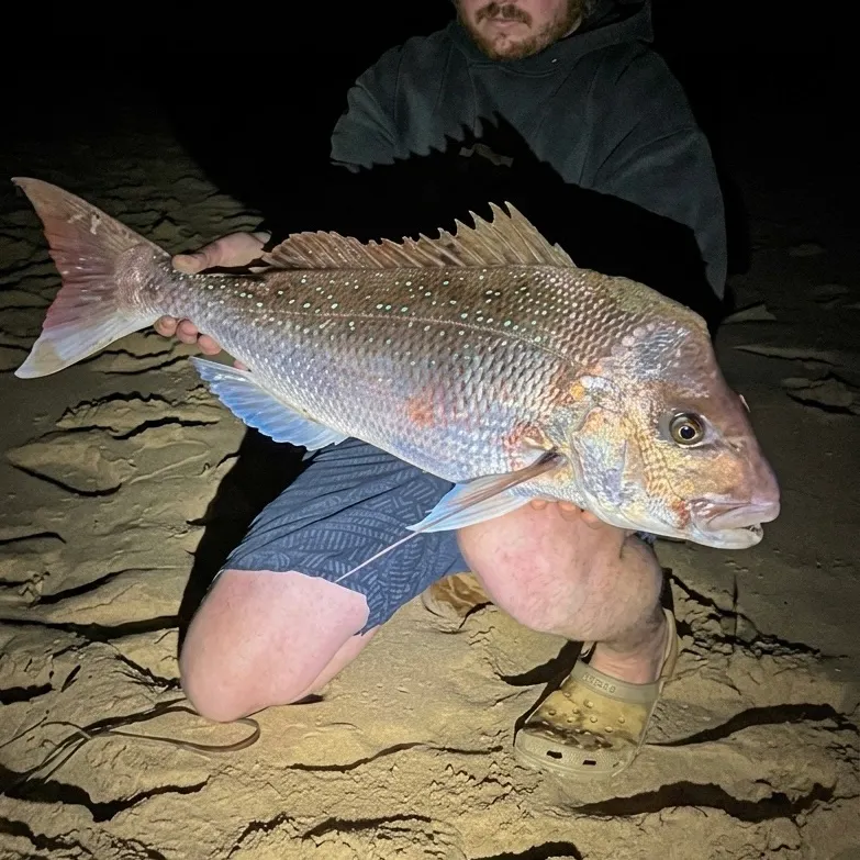 The most recent Australasian snapper catches on Fishbrain