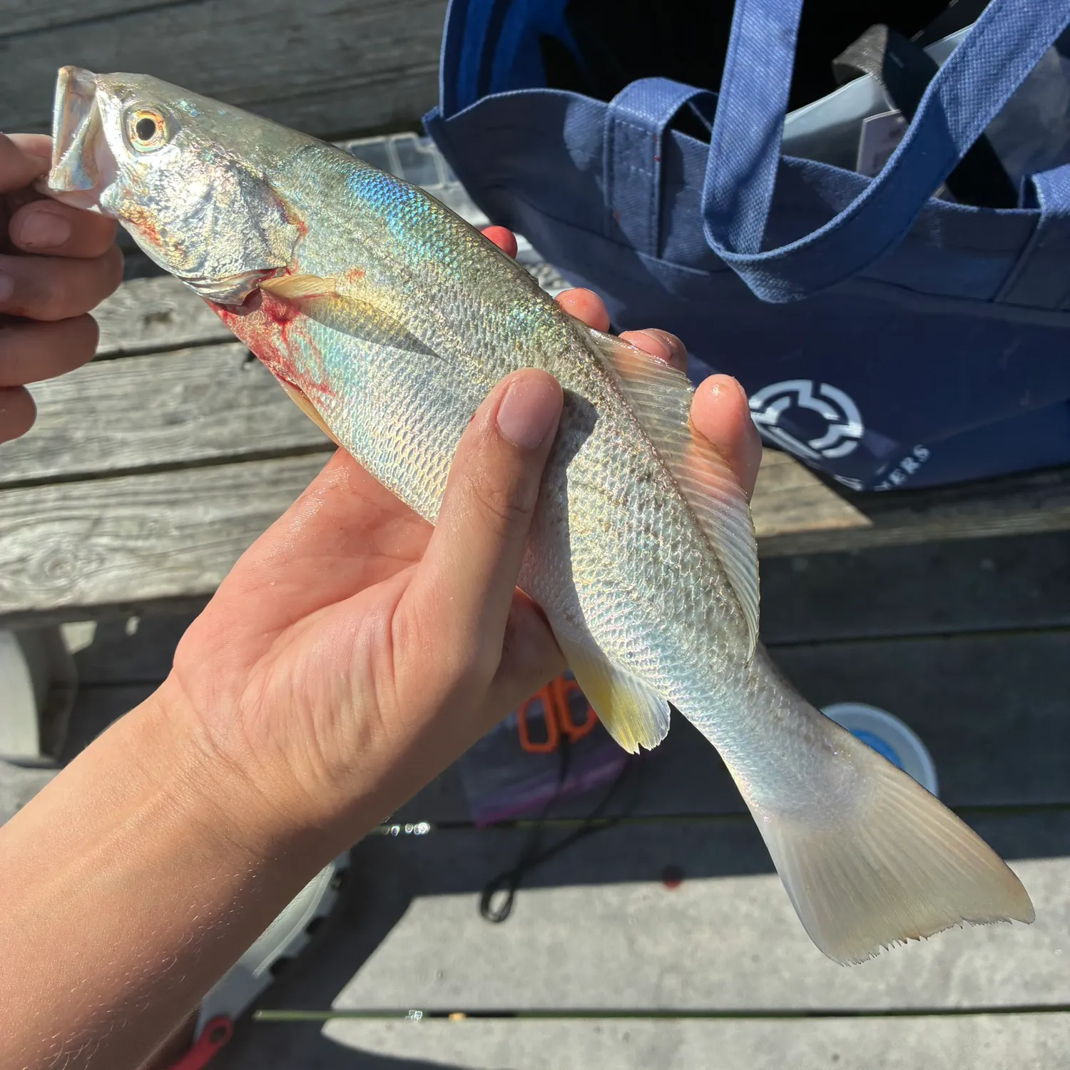 Gray weakfish caught on Fishbrain