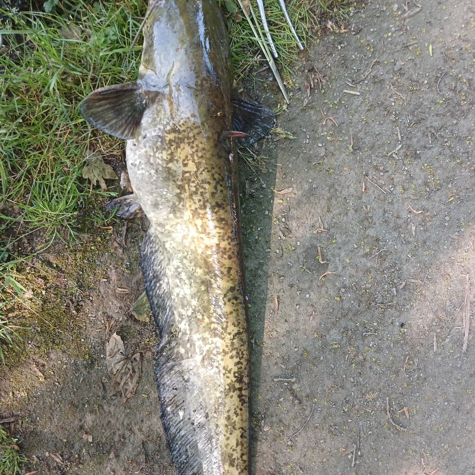The most recent Wels catfish catches on Fishbrain