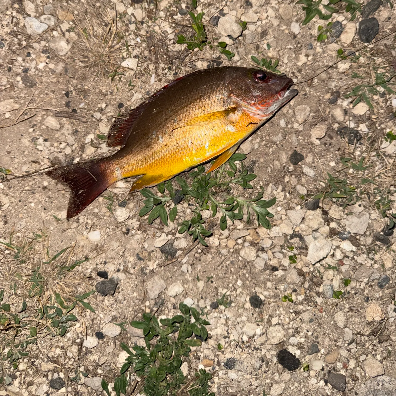 Blacktail snapper caught on Fishbrain