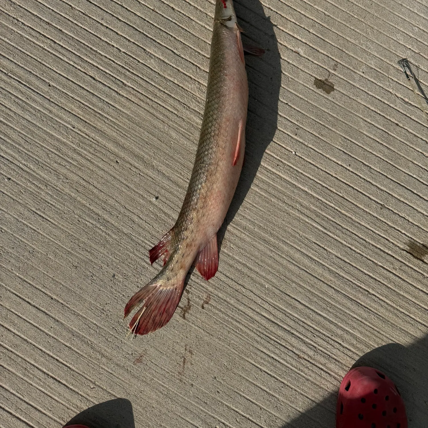 Shortnose gar caught on Fishbrain